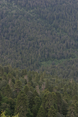 Abies nordmanniana
