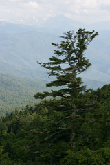 Abies nordmanniana