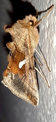 Autographa metallica