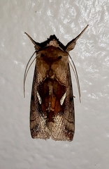 Autographa metallica