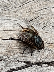 Calliphora stygia