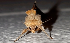 Autographa metallica
