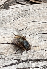 Calliphora stygia