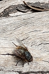 Calliphora stygia