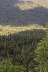 Abies nordmanniana