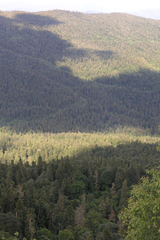 Abies nordmanniana