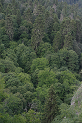 Abies nordmanniana