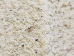 Menemerus bivittatus
