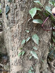 Ficus sarmentosa nipponica