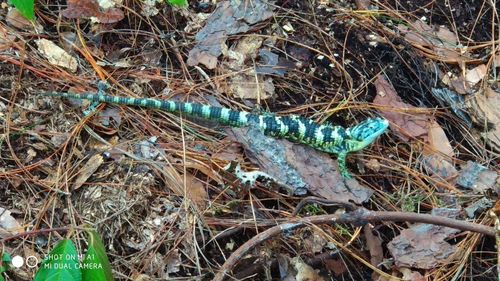 Bromeliad Arboreal Alligator Lizard