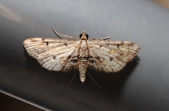 Parapoynx crisonalis