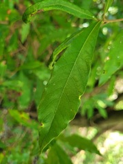 Elaeocarpus decipiens