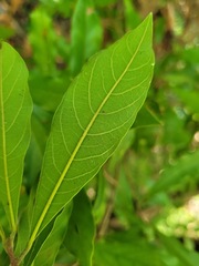 Elaeocarpus decipiens