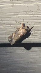 Spodoptera frugiperda