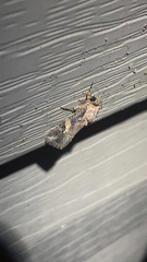 Spodoptera frugiperda