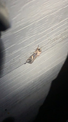 Spodoptera frugiperda