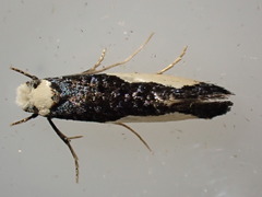 Monopis monachella