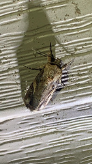 Spodoptera frugiperda