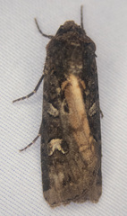 Actebia fennica