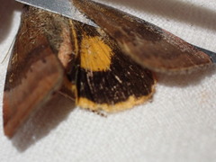 Noctua janthina