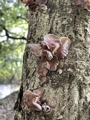 Auricularia