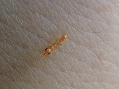 Pseudomyrmex pallidus