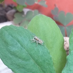 Menemerus bivittatus
