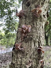 Auricularia