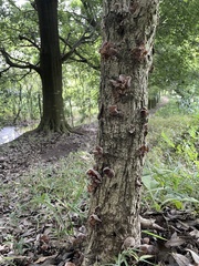 Auricularia