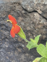 Erythranthe cardinalis