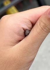 Eleutherodactylus campi