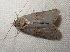 Nycteola