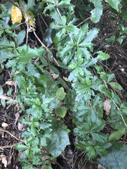 Berberis glaucocarpa