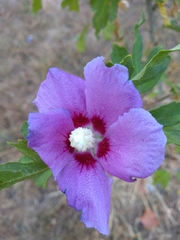 Hibiscus syriacus