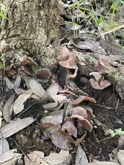 Auricularia