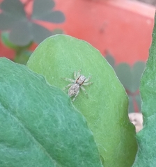 Menemerus bivittatus