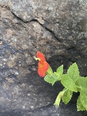 Erythranthe cardinalis