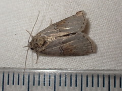 Nycteola
