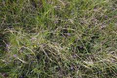Sisyrinchium halophilum