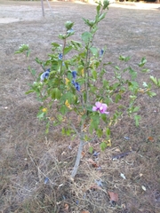Hibiscus syriacus