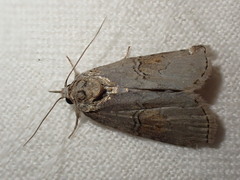 Nycteola