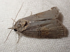 Nycteola