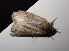 Nycteola