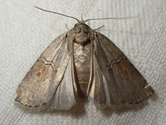 Nycteola