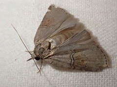 Nycteola