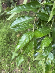 Glochidion philippicum