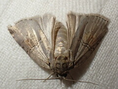 Nycteola
