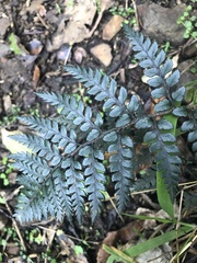 Polystichum neozelandicum