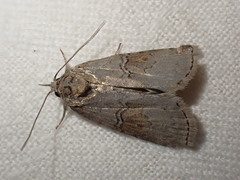 Nycteola