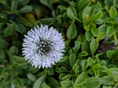 Globularia cordifolia